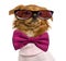 Close-up of a Dressed-up Mixed-breed Chihuahua wearing glasses