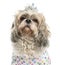 Close-up of a dressed-up Shih Tzu wearing a diadem