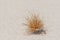 Close up dried brown ovule of beach Spinifex, Spinifex longifolius,