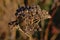 Close up of dried brown tansy flower seedpods - Tanacetum vulgare