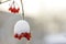 Close-up of dried frozen bunch of bright ripe guelder-rose red berries covered with deep white first snow and frost hanging on blu