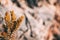 Close-up of dried leaves of erica multiflora in nature