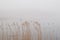 Close up of dried reeds in the fog