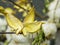 A Close up dried shell Cotton flower in a farmland.