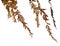 Close Up of Dried Tassle Ferns on White Background