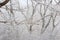 Close Up of Dripping Icicles on Ice Encased Branches of a Maple Tree