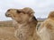 Close up of a dromedary or Arabian camel