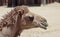 A Close Up of a Dromedary Camel