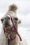 Close up of a dromedary camel