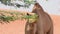 Close up of a dromedary camel Camelus dromedarius walking and eating in desert sand dunes of the UAE near Ghaf