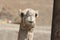 Close-up of a dromedary near Keren, Eritrea, Africa