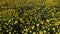 Close up drone view of yellow wild field flowers. A carpet of yellow wild flowers in a meadow in spring or early summer