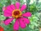 Close up of drooping pink flowers