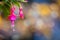 Close up of drooping pink fuchsia flower head with soft bokah background and copy space