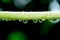 Close up drop rain water on leaf stalk papaya