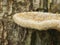 Close up of droplets on a tree fungi growing in the tarkine rain forest