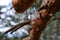 Close-up drops of resin falling from pruned pine branch