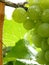 Close Up of Drops on Ripe Grape Cluster on Vine