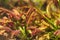 Close-up of drosera capensis plant, commonly known as the cape sundew