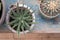 Close up of drought resistant succulent plants with green leaves.