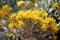 close-up of drought-tolerant plant, with its intricate foliage and flowers in full bloom