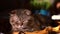 Close up of a drowsy Scottish fold cat dozing indoor on the sun