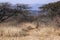 Close up of Dry Arid Grass and Bush Vegetation