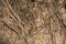 Close up dry creeping branches on brick wall
