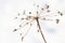 Close-up of a dry dead flower