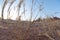 Close-up of dry desert grass