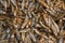 Close-up on dry fish in a nepali market, Kathmandu, Nepal