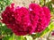 Close up of dry flower Celosia