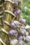 A close-up of a dry garlic wreath.