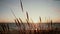 A close-up of dry grass spice that are swaying in the wind with a beautiful pastel sunset at sea in the background