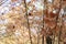 Close-up of dry leaves in the forest.