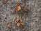 Close up dry mushrooms on tree.