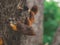 Close up dry mushrooms on tree.