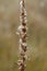 A close up of dry pale brown flower of heath cudweed Gnaphalium sylvaticum / Omalotheca sylvatica shrouded in spider web
