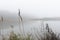 Close-up of dry reeds on foggy gloomy autumn or winter day