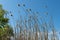 Close-up dry reeds sway on the river bank against the blue sky.