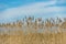 Close-up dry reeds sway on the river bank against the blue sky.