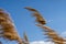 Close-up dry reeds sway on the river bank against the blue sky. Inflorescences and stalks cane blowing in the wind.