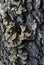 Close-up dry rotten mushrooms with fluted wavy brown, gray, green head texture on old tree stump bark