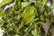 Close up dry stevia leaves