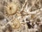 Close-up of a Dry Thistle