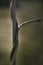 Close-up of dry vine tendril on metal wire with green leaves on the blurred background