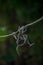 Close-up of dry vine tendril on metal wire with green leaves on the blurred background, selective focus, autumn scene