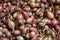 Close up of drying colorful home-grown onions Allium cepa on net dryer background. Heap of natural dried variety colors onions