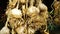 Close-up of drying garlic bulbs in a dark room in a country house