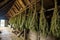 close-up of drying rosemary bundles in a rustic shed